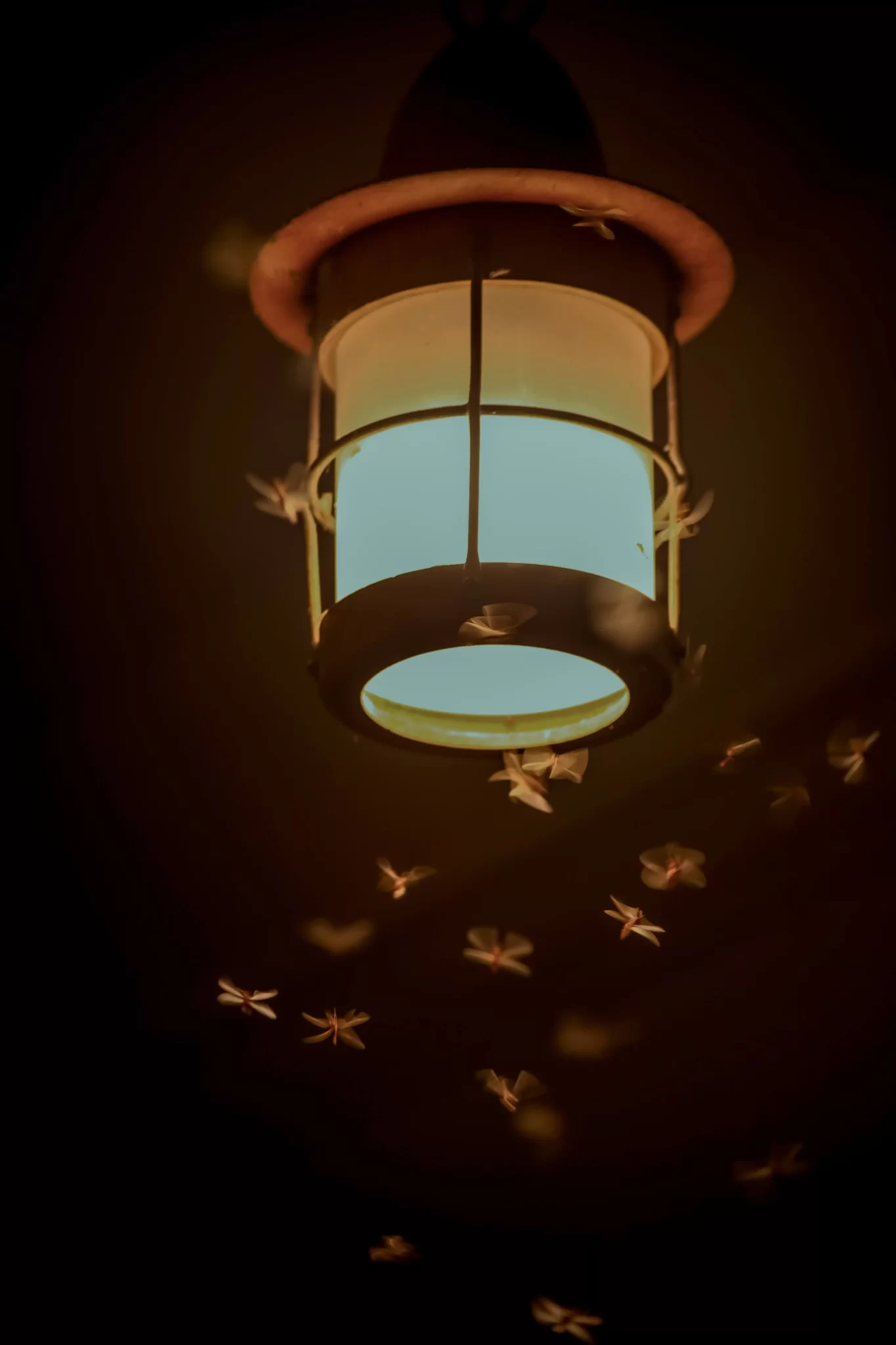 Bugs around camping light at night